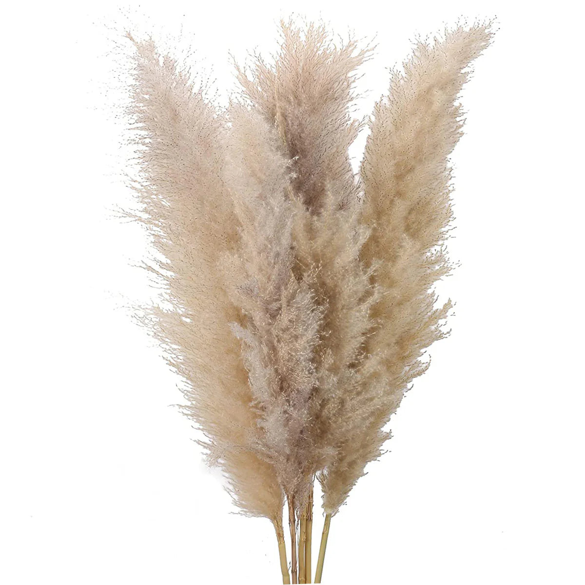 Pampas 1 ramo naturale essiccata altezza 145cm